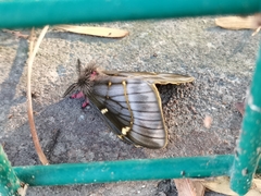 Paradirphia fumosa