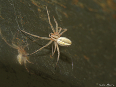 Neoscona moreli