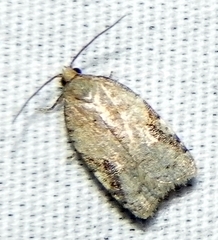 Acleris comandrana