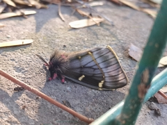 Paradirphia fumosa