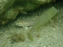 Gnatholepis anjerensis