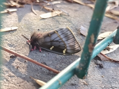 Paradirphia fumosa