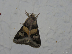 Melipotis