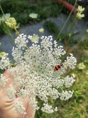 Trichodes apiarius