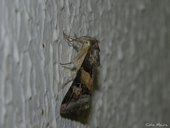 Melipotis