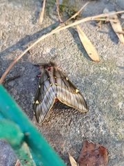 Paradirphia fumosa