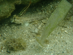 Gnatholepis anjerensis