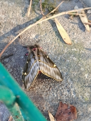 Paradirphia fumosa