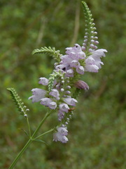 Physostegia angustifolia
