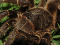 Acanthoscurria natalensis