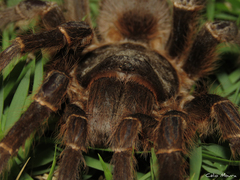 Acanthoscurria natalensis