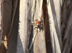 Habronattus forticulus