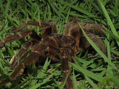 Acanthoscurria natalensis