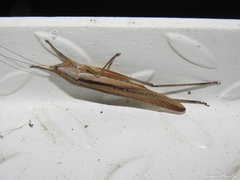 Neoconocephalus