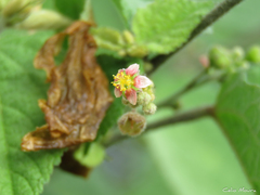 Malvaceae