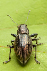 Naupactus tremolerasi