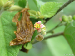 Malvaceae