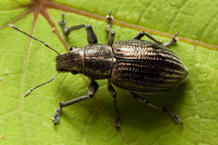 Naupactus tremolerasi