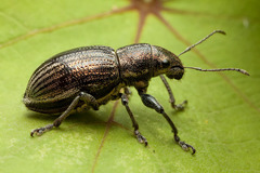 Naupactus tremolerasi