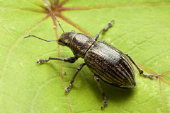Naupactus tremolerasi