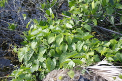Cissus verticillata