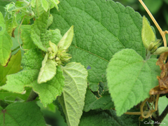 Malvaceae