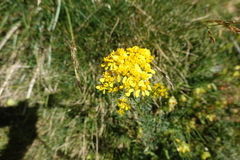 Jacobaea adonidifolia