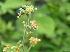 Malvaceae