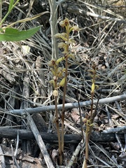 Corallorhiza striata vreelandii