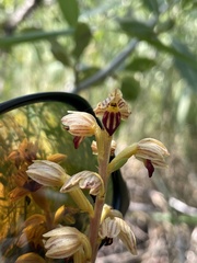 Corallorhiza striata vreelandii