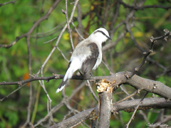 Fluvicola nengeta
