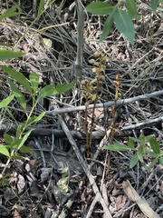 Corallorhiza striata vreelandii