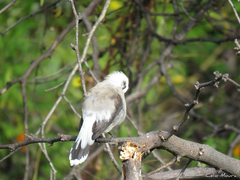 Fluvicola nengeta