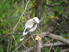Fluvicola nengeta