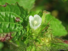 Malvaceae