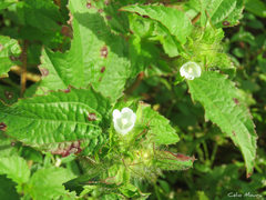 Malvaceae