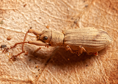 Airosimus fasciger