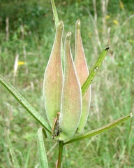 Asclepias hirtella