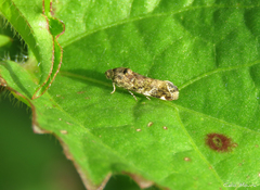 Lepidoptera