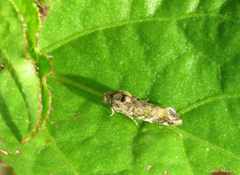 Lepidoptera