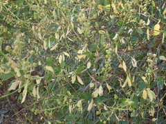 Ceanothus integerrimus macrothyrsus