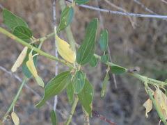 Ceanothus integerrimus macrothyrsus