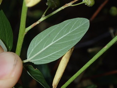 Ceanothus integerrimus macrothyrsus