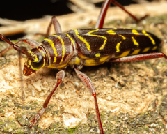 Megacyllene