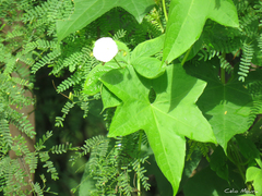 Distimake aegyptius