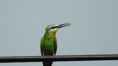 Merops persicus