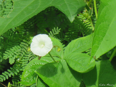 Distimake aegyptius