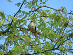 Certhiaxis cinnamomeus