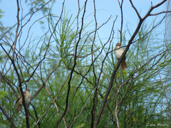 Certhiaxis cinnamomeus