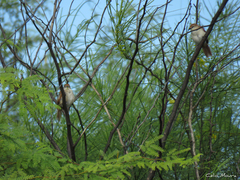 Certhiaxis cinnamomeus
